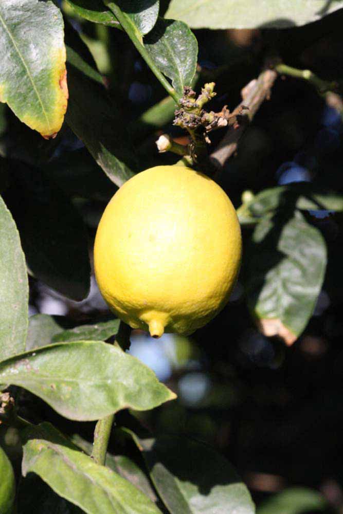            Fruit (Egyptian, Riverside, CA)   